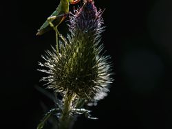 Ada Indonesia! Juara Kategori National Sony Awards 2026 Terungkap