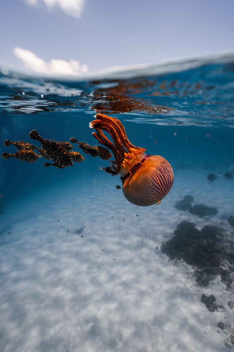 Sony World Photography Awards 2026