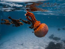 Ada Indonesia! Juara Kategori National Sony Awards 2026 Terungkap