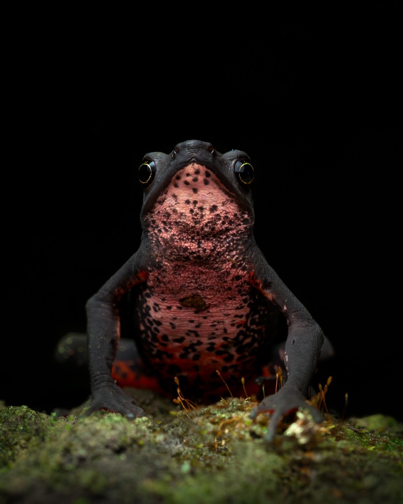 Sony World Photography Awards 2026