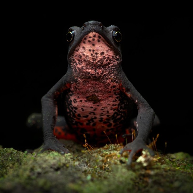 Ada Indonesia! Juara Kategori National Sony Awards 2026 Terungkap