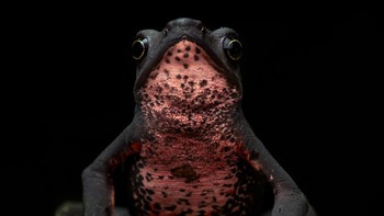 Nama Fotografer: Juan Jacobo Castillo Barrera. Judul Foto: Atelopus seminiferus.Deskripsi Gambar: Kodok Kaki Stub Amazon Atas adalah salah satu amfibi paling mengesankan di dunia. Setelah melakukan perjalanan ribuan kilometer dan berjalan selama beberapa jam, sang fotografer menemukan katak jantan ini mencoba menarik seorang wanita dengan lagunya, di San Martin, Peru. Copyright: © Juan Jacobo Castillo Barrera, Colombia, Winner, Latin America Regional Awards, Sony World Photography Awards 2026