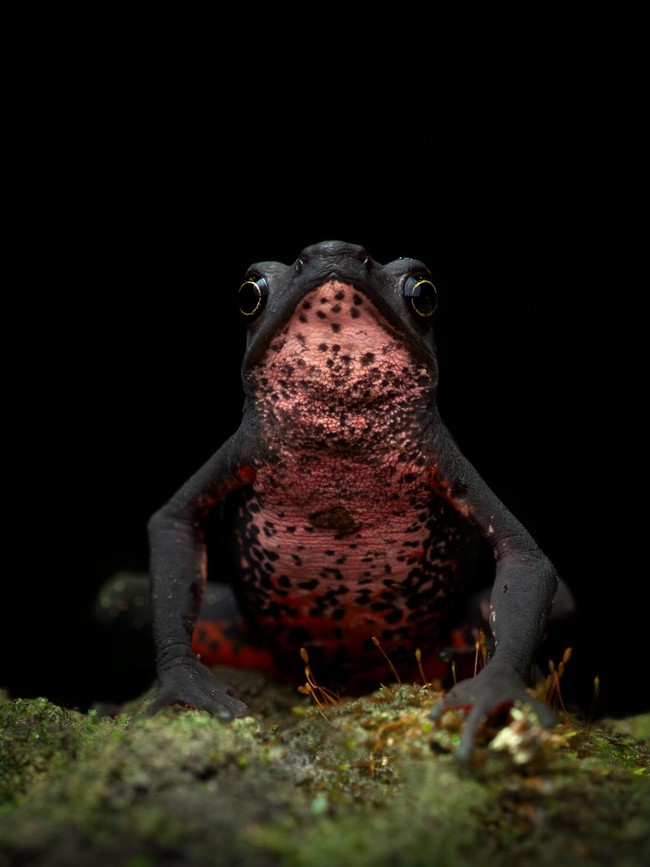 Ada Indonesia! Juara Kategori National Sony Awards 2026 Terungkap