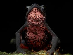 Ada Indonesia! Juara Kategori National Sony Awards 2026 Terungkap