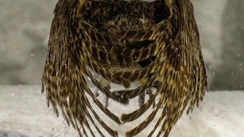 Nama Fotografer: Chung Cheong Wong. Judul Foto: The Eye: Window to the Soul. Deskripsi Gambar: Burung hantu ikan Blakiston adalah burung pemangsa nokturnal yang mengandalkan pendengaran dan penglihatannya yang tajam untuk berburu. Foto dengan waktu yang cermat ini menangkap salah satu mata burung hantu, yang terungkap melalui bulu terbangnya. Hak Cipta © Chung Cheong Wong, Singapore, Winner, National Awards, Sony World Photography Awards 2026