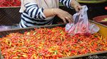 Pedasnya Harga Cabai Tembus Rp120.000 per Kilogram