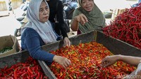 Sejumlah jenis cabai lain menunjukkan ragam harga. Cabai merah keriting tercatat turun harga di Rp 80.000 per kilogram menjadi Rp 60.000 per kilogram. Penurunan ini memberikan sedikit keseimbangan di tengah lonjakan harga cabai rawit.