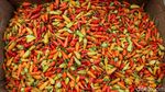 Pedasnya Harga Cabai Tembus Rp120.000 per Kilogram