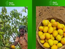 Fenomena Unik di India, Sewa Pohon Mangga hingga Buahnya Panen