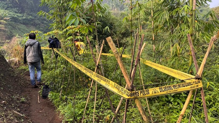 Pohon ganja di Garut