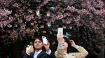 Tokyo Mulai Diselimuti Sakura, Ueno Park Jadi Sinyal Awal Musim Hanami