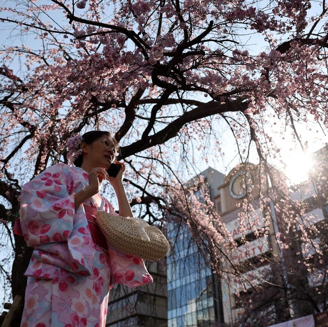Tokyo Mulai Diselimuti Sakura, Ueno Park Jadi Sinyal Awal Musim Hanami