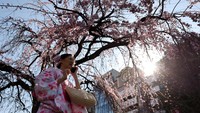 Tokyo Mulai Diselimuti Sakura, Ueno Park Jadi Sinyal Awal Musim Hanami