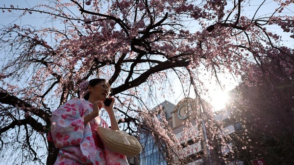 Tokyo Mulai Diselimuti Sakura, Ueno Park Jadi Sinyal Awal Musim Hanami