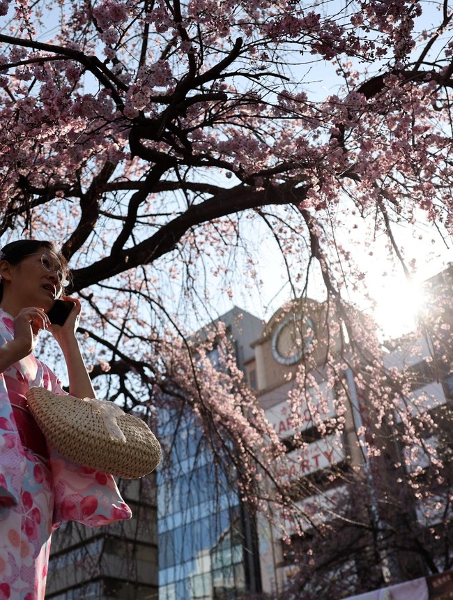Tokyo Mulai Diselimuti Sakura, Ueno Park Jadi Sinyal Awal Musim Hanami