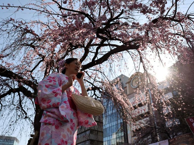 Tokyo Mulai Diselimuti Sakura, Ueno Park Jadi Sinyal Awal Musim Hanami