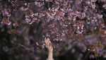 Tokyo Mulai Diselimuti Sakura, Ueno Park Jadi Sinyal Awal Musim Hanami