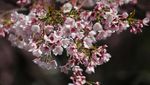 Tokyo Mulai Diselimuti Sakura, Ueno Park Jadi Sinyal Awal Musim Hanami