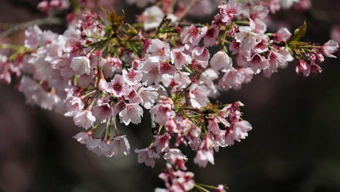 Tokyo Mulai Diselimuti Sakura, Ueno Park Jadi Sinyal Awal Musim Hanami