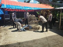 Arena Judi Sabung Ayam di Ponorogo Digerebek Dibongkar Lalu Dibakar