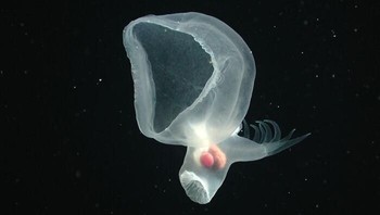 Hewan di atas memiliki nama latin Bathydevius caudactylus tapi lebih dikenal sebagai salah satu spesies nudibrach atau siput laut. Berbeda dengan siput laut lainnya yang hidup di dasar laut, hewan ini hidup di kedalaman 1.000 sampai 4.000 meter di bawah permukaan. Foto: MBARI