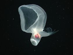 Bukan Alien, Hewan-hewan Ini Hidup di Laut Paling Dalam