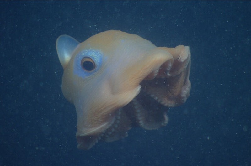 Hewan aneh di laut dalam