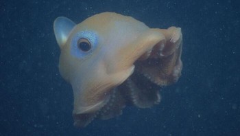 Hewan menggemaskan ini dinamai gurita flapjack karena tubuhnya yang mirip seperti pancake. Ketika diancam predator, gurita flapjack akan siaga dan berencang dengan mengepakkan siripnya yang pendek, menggerakkan lengan berselaputnya, dan meniup air melalui corongnya agar tubuhnya bisa terdorong. Foto: MBARI