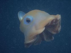 Bukan Alien, Hewan-hewan Ini Hidup di Laut Paling Dalam