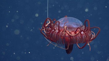 Atolla sp. atau ubur-ubur mahkota laut dalam adalah salah satu spesies ubur-ubur yang paling banyak ditemukan di laut dalam. Ubur-ubur ini dikenal memiliki tentakel panjang dan tubuh berwarna merah untuk membantunya berkamuflase di kegelapan. Foto: MBARI