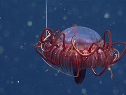 Bukan Alien, Hewan-hewan Ini Hidup di Laut Paling Dalam