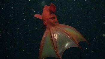 Vampyroteuthis dikenal dengan julukan gurita vampir. Meski begitu, gurita ini tidak mengonsumsi darah melainkan hanya plankton, kotoran hewan lain, lendir, dan material organik lainnya yang tenggelam ke dasar laut. Foto: MBARI