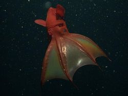 Bukan Alien, Hewan-hewan Ini Hidup di Laut Paling Dalam