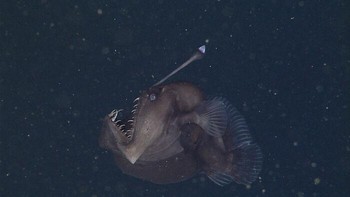 Anglerfish laut dalam atau Lophiiformes punya cara unik untuk mencari mangsa. Ikan ini memiliki sirip dorsal yang berbentuk seperti alat pancing yang ujungnya diisi bakteri bercahaya untuk menarik perhatian mangsa. Foto: MBARI