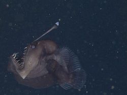 Bukan Alien, Hewan-hewan Ini Hidup di Laut Paling Dalam