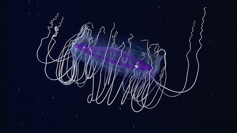 Hewan aneh di laut dalam