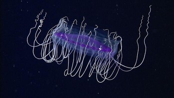 Meski terlihat cantik, ubur-ubur piring atau Solmissus spp. sebenarnya merupakan salah satu predator paling mengerikan. Solmissus berburu dengan tentakelnya berada di bagian depan, sehingga ubur-ubur ini bisa mengejutkan mangsanya. Sebelum mangsa dapat merasakan kehadirannya, tentakel ubur-ubur ini sudah langsung menjerat lebih dulu. Foto: MBARI