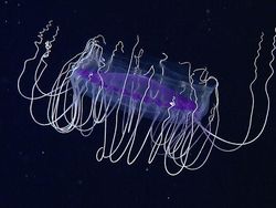 Bukan Alien, Hewan-hewan Ini Hidup di Laut Paling Dalam