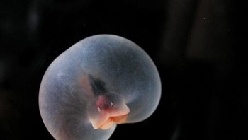 Cacing pantat babi atau Chaetopterus pugaporcinus memiliki ukuran kecil sebesar kacang hazelnut. Cacing ini menyemburkan lendir untuk menangkap potongan bahan organik yang disebut salju laut untuk dimakan. Foto: MBARI