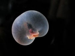 Bukan Alien, Hewan-hewan Ini Hidup di Laut Paling Dalam