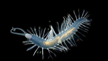 Cacing bomber atau Swima sp. berenang di kedalaman beberapa meter dari dasar laut. Cacing ini memiliki delapan kantung berisi cairan bioluminesens, dan ketika diganggung predator cacing ini akan meledakkan kantung itu untuk mengalihkan perhatian dan kabur. Foto: MBARI