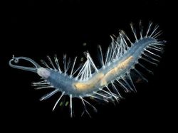 Bukan Alien, Hewan-hewan Ini Hidup di Laut Paling Dalam