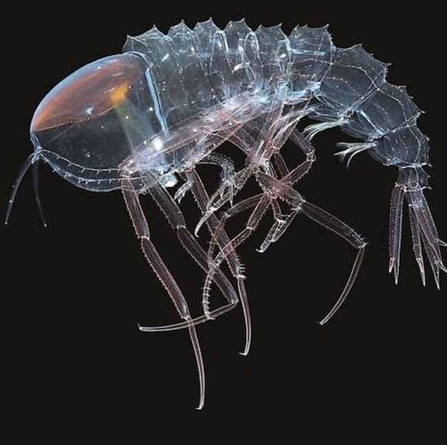 Bukan Alien, Hewan-hewan Ini Hidup di Laut Paling Dalam
