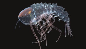 Ini bukan Xenomorph dari film Alien, melainkan amphipod kristal atau Cystisoma spp.. Hewan ini memiliki mata yang ukurannya sangat besar, bahkan mencapai sepertiga dari tubuhnya, yang membantu mereka mencari mangsa transparan di wilayah laut yang sangat gelap. Foto: MBARI