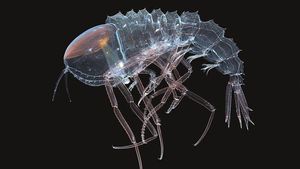 Bukan Alien, Hewan-hewan Ini Hidup di Laut Paling Dalam