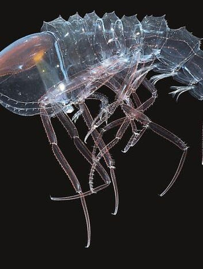 Bukan Alien, Hewan-hewan Ini Hidup di Laut Paling Dalam