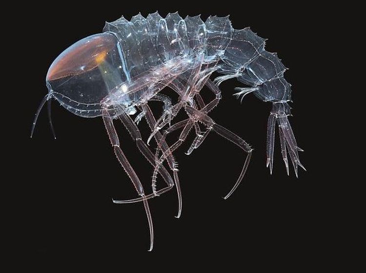 Bukan Alien, Hewan-hewan Ini Hidup di Laut Paling Dalam