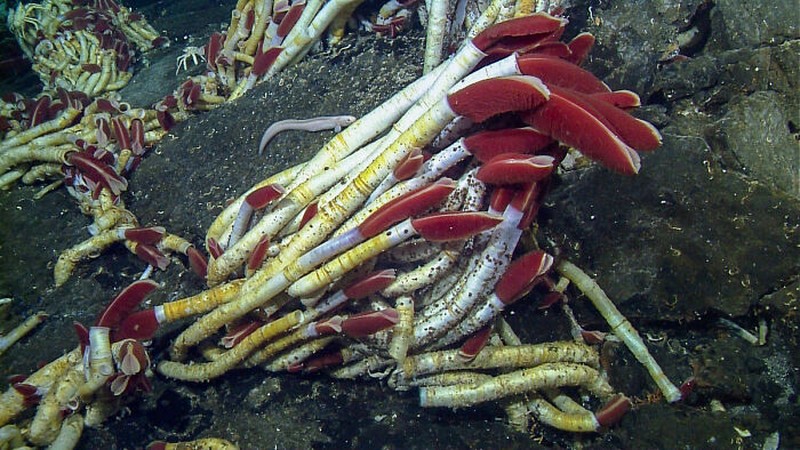 Hewan aneh di laut dalam