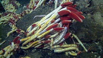 Cacing tabung raksasa atau Riftia pachyptila tidak makan untuk mendapatkan energi. Perut cacing ini dihuni bakteri yang dapat mengubah sulfur menjadi energi. Foto: MBARI