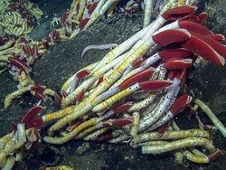 Bukan Alien, Hewan-hewan Ini Hidup di Laut Paling Dalam